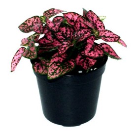 Polka Dot Plant